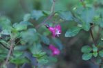 Fuchsia thymifolia ssp. minimiflora (Thyme Leaved Fuchsia) on Sale