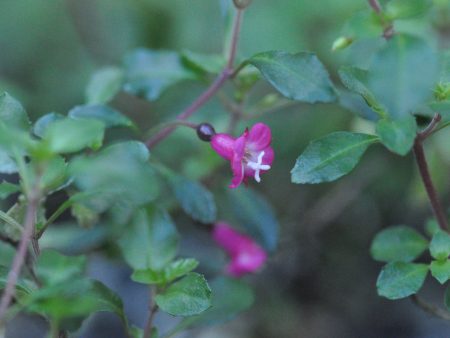 Fuchsia thymifolia ssp. minimiflora (Thyme Leaved Fuchsia) on Sale