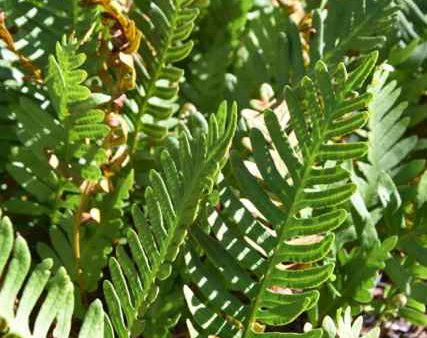 Polypodium guttatum (Mexican Licorice Fern) Cheap