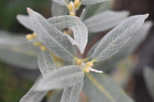 Salix helvetica  (Helvetica Willow) For Sale