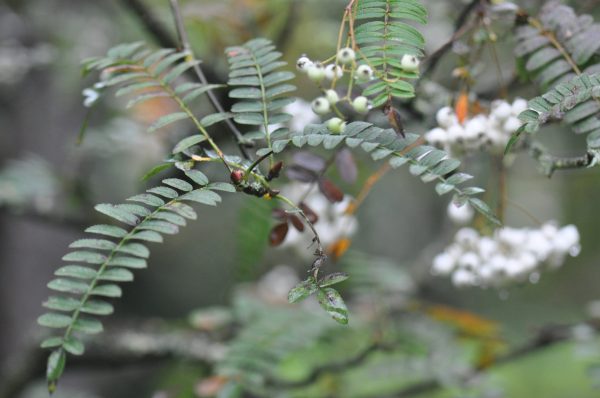 Sorbus prattii (Chinese Rowan) Online now