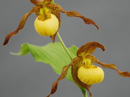 Cypripedium  Kristi Lyn   (Hardy Lady Slipper Orchid) Online Sale