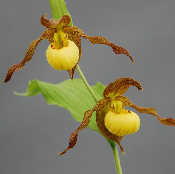 Cypripedium  Kristi Lyn   (Hardy Lady Slipper Orchid) Online Sale