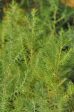 Cupressus funebris (Chinese Weeping Cypress, Chinese Coffin Tree) For Cheap