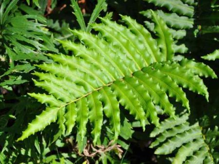 Blechnum chilense (Chilean Hard Fern) Online Hot Sale