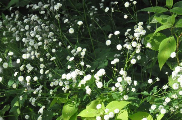 Ranunculus aconitifolius  Flore Pleno  (Fair Maids Of France) Online Hot Sale