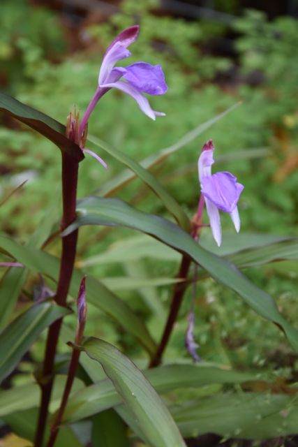 Roscoea purpurea  Spice Island  (Hardy Alpine Ginger) on Sale