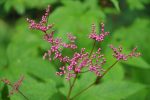 Filipendula purpurea (Japanese Purple Meadowsweet) Online Hot Sale