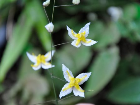 Epimedium  Mandarin Star  (Barrenwort) Online now