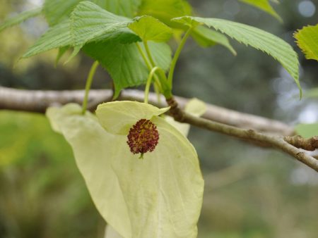 Davidia involucrata  Kylee s Columnar  (Columnar Dove Tree) For Discount