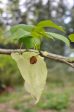 Davidia involucrata  Kylee s Columnar  (Columnar Dove Tree) For Discount