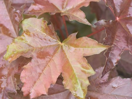 Acer platanoides ‘Purple Globe’  (Purple Leaf Norway Maple) on Sale