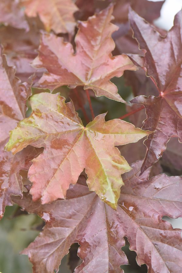 Acer platanoides ‘Purple Globe’  (Purple Leaf Norway Maple) on Sale