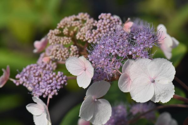 Hydrangea aspera  Plum Passion  (Purple Leaf Hydrangea) Online