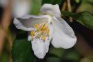 Camellia cuspidata (species Camellia) For Discount