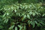 Schefflera delavayi (Hardy Schefflera) For Sale