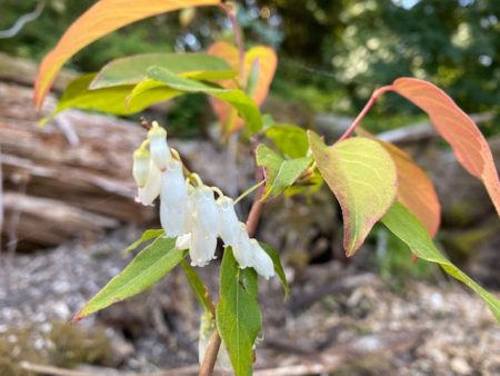 Lyonia ovalifolia ZHNP195 (Fetterbush) For Cheap