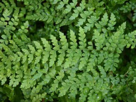 Polystichum setiferum plumosum group  (Evergreen Plume Fern) Hot on Sale