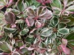 Gaultheria procumbens  Winter Splash  (Variegated Wintergreen) For Discount