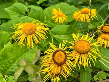 Inula magnifica  Elecampane   (Horse-heal or Elfdock) Online Sale