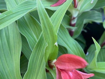 Roscoea purpurea f. rubra  Red Gurkha  (Hardy Alpine Ginger) Discount