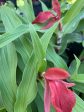 Roscoea purpurea f. rubra  Red Gurkha  (Hardy Alpine Ginger) Discount