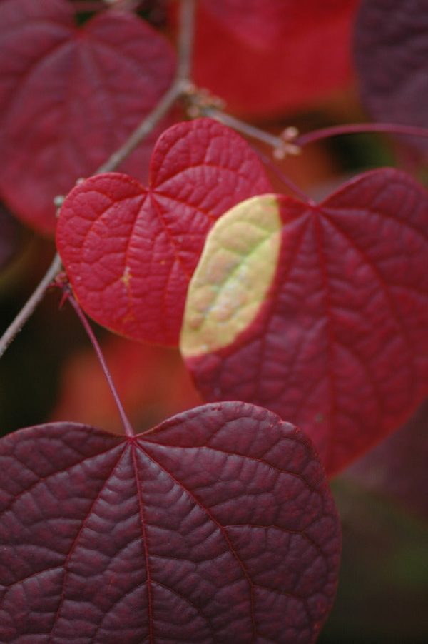 Disanthus cercidifolius (Redbud Hazel) Online Hot Sale