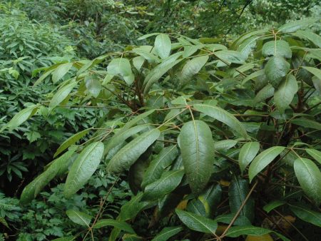 Schefflera delavayi (Hardy Schefflera) For Sale