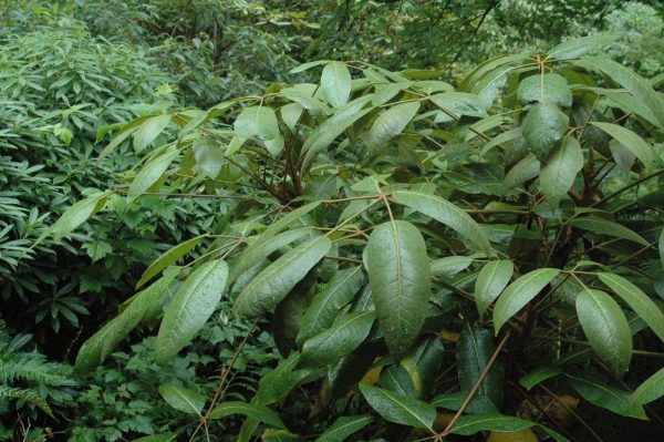 Schefflera delavayi (Hardy Schefflera) For Sale