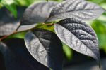 Styrax japonicus  Evening Light  pp24169 (Japanese Snowbell) Sale