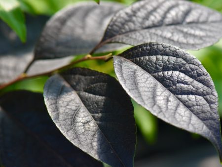 Styrax japonicus  Evening Light  pp24169 (Japanese Snowbell) Sale