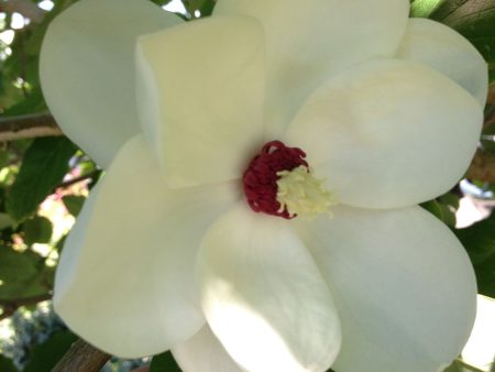 Magnolia wilsonii  (Wilson s Magnolia) Supply