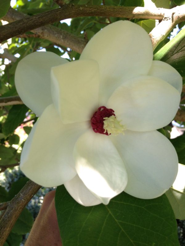 Magnolia wilsonii  (Wilson s Magnolia) Supply