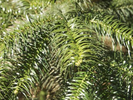 Cunninghamia lanceolata (China Fir) on Sale