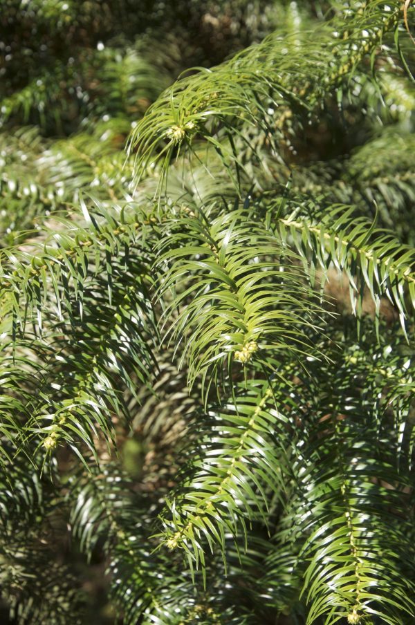 Cunninghamia lanceolata (China Fir) on Sale