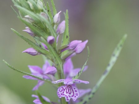 Dactylorhiza Mixed Hybrids (Marsh Orchid) Online Hot Sale