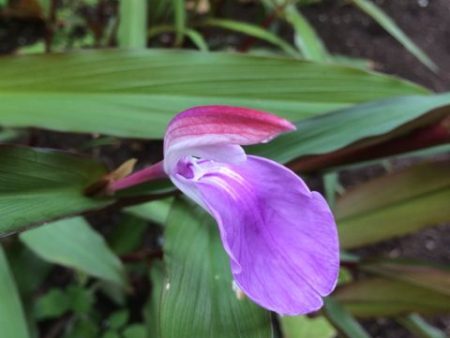 Roscoea purpurea  Spice Island  (Hardy Alpine Ginger) on Sale