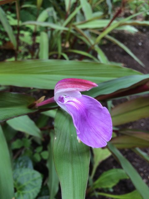 Roscoea purpurea  Spice Island  (Hardy Alpine Ginger) on Sale