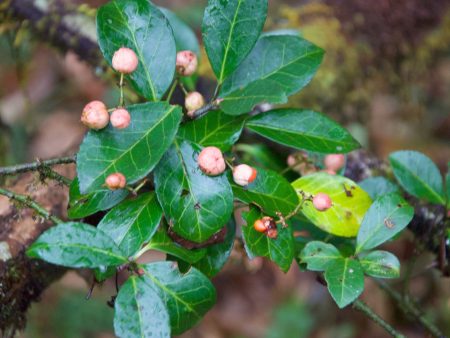 Euonymus sp. ZHNP234 (Spindle Vine) Online