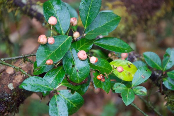 Euonymus sp. ZHNP234 (Spindle Vine) Online