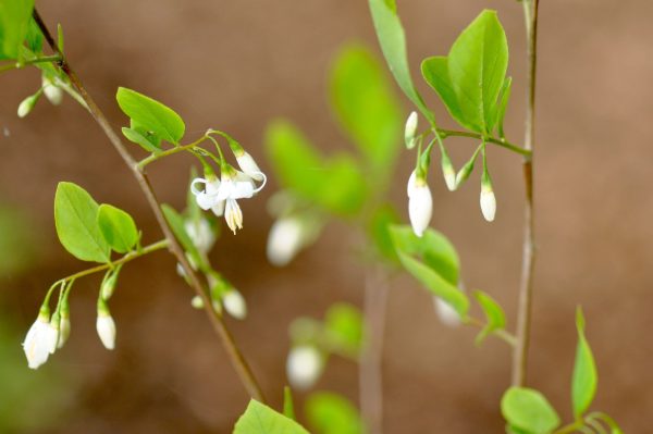 Styrax wilsonii (Wilson s Snowbell) Hot on Sale