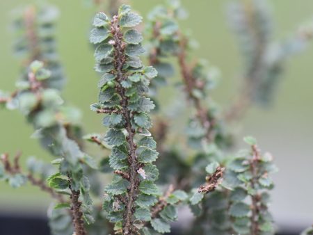 Ulmus parvifolia  Hokkaido   (Chinese Elm) Hot on Sale