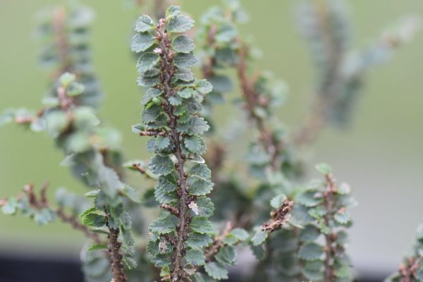 Ulmus parvifolia  Hokkaido   (Chinese Elm) Hot on Sale