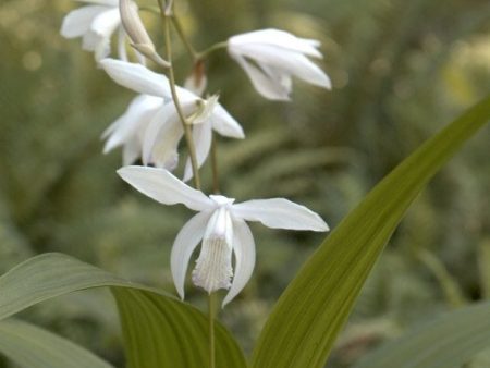 Bletilla striata  Junpaku  (White Chinese Ground Orchid) Online Hot Sale