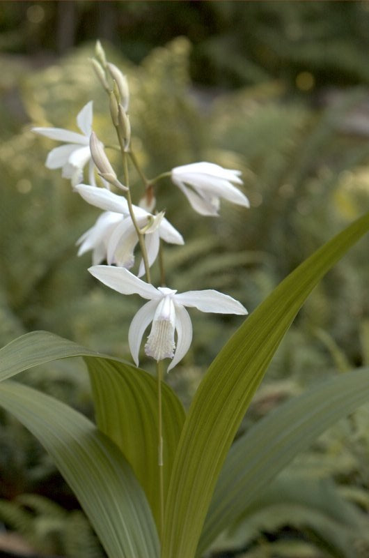 Bletilla striata  Junpaku  (White Chinese Ground Orchid) Online Hot Sale