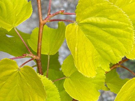 Tilia cordata  Akira Gold   (Gold Leaf Tilia) For Sale