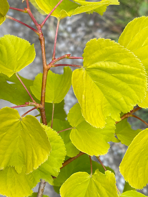 Tilia cordata  Akira Gold   (Gold Leaf Tilia) For Sale