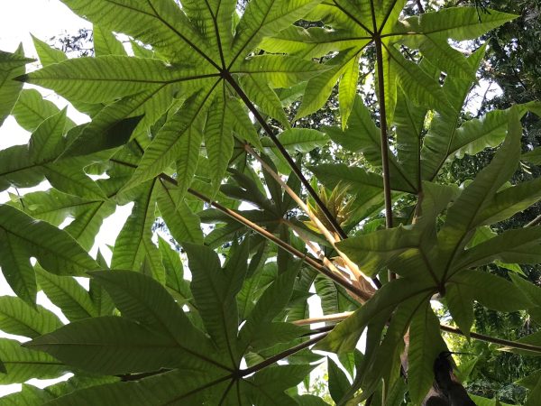 Tetrapanax  papyrifer  Steroidal Giant   (Steroidal Giant Rice Paper Plant) Online Sale