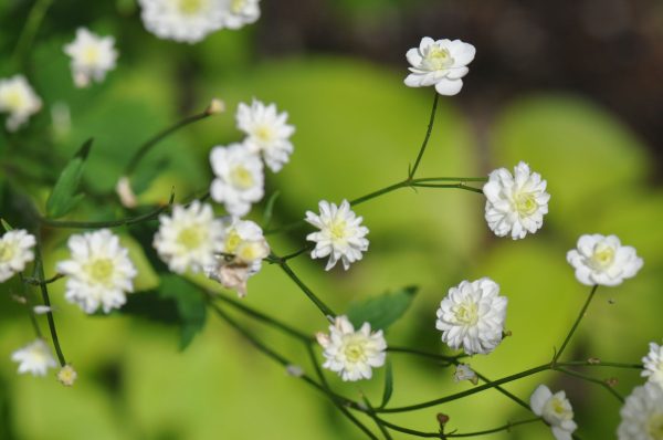 Ranunculus aconitifolius  Flore Pleno  (Fair Maids Of France) Online Hot Sale