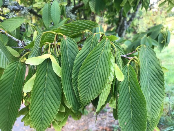 Acer carpinifolia  Esveld  (Dwarf Japanese Hornbeam Maple) Cheap